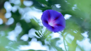 雨后牵牛花图片壁纸