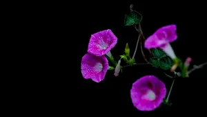雨后牵牛花图片壁纸_2