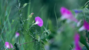 雨后牵牛花图片壁纸_3