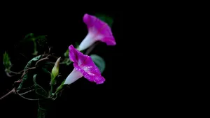 雨后牵牛花图片壁纸_7