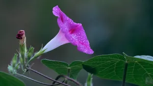 雨后牵牛花图片壁纸_8