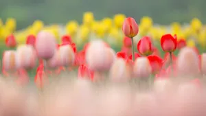 花花草草图片壁纸