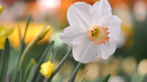 花花草草图片壁纸_2