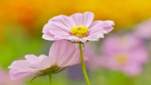 花花草草图片壁纸_3