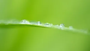 花花草草图片壁纸_5