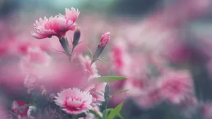 花花草草图片壁纸_6
