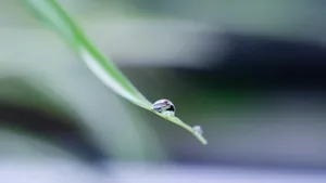 花花草草图片壁纸_8