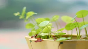花花草草图片壁纸_9