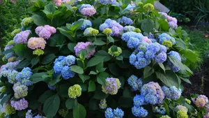 花花草草图片壁纸_10