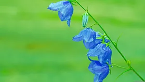 花花草草图片壁纸_11