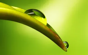 绿叶上的水珠图片壁纸_2