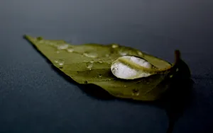 绿叶上的水珠图片壁纸_3