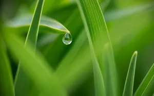 绿叶上的水珠图片壁纸_5