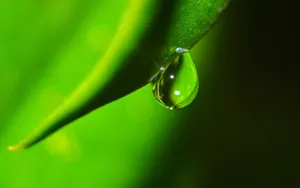 绿叶上的水珠图片壁纸_6