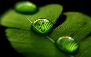 绿叶上的水珠图片壁纸_8