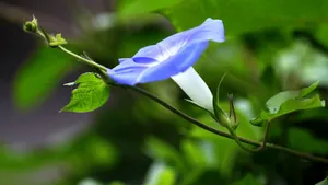 牵牛花高清微距特写图片_2