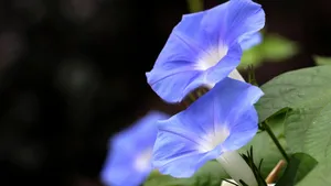 牵牛花高清微距特写图片_3