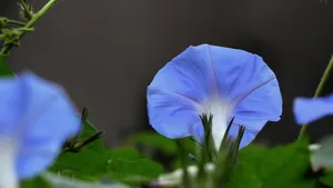 牵牛花高清微距特写图片_4