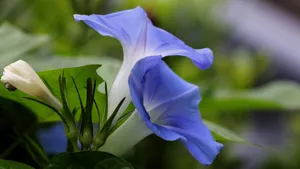 牵牛花高清微距特写图片_5