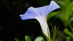 牵牛花高清微距特写图片_6