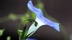 牵牛花高清微距特写图片_7