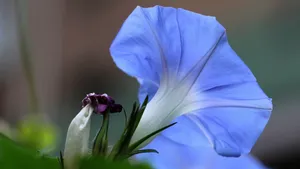 牵牛花高清微距特写图片_8