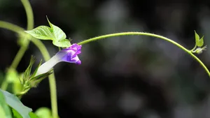 牵牛花高清微距特写图片_9