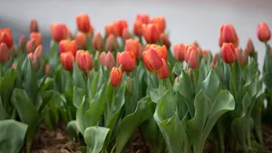 郁金香花期图片