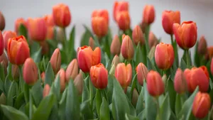 郁金香花期图片_2