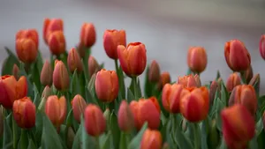 郁金香花期图片_3