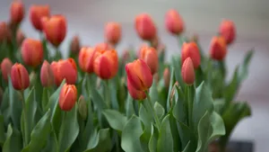 郁金香花期图片_4
