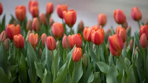 郁金香花期图片_5
