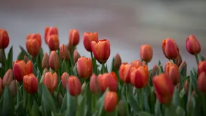郁金香花期图片_6