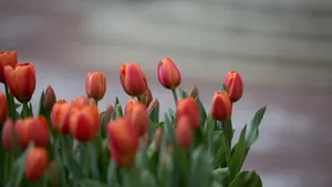 郁金香花期图片_7