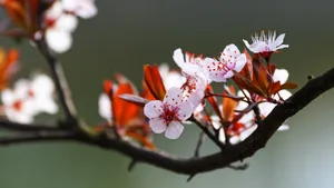 紫叶李