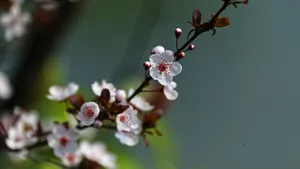 紫叶李_3