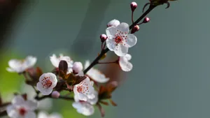 紫叶李_4