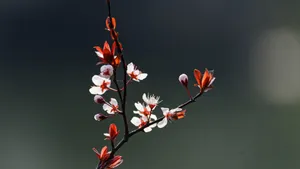 紫叶李_6