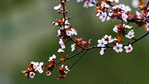 紫叶李_7
