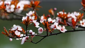 紫叶李_8