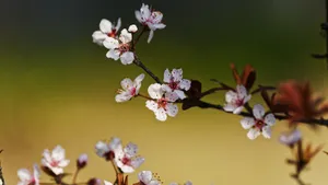紫叶李_9