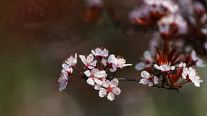 紫叶李_13