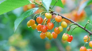 雨后诱人的樱桃图片_4