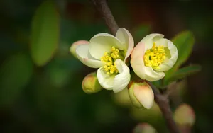 贴梗海棠花图片_2