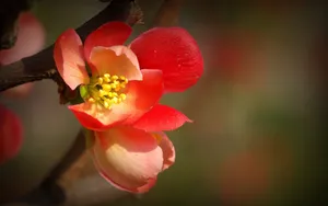 贴梗海棠花图片_4