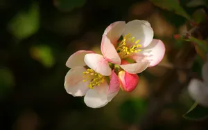 贴梗海棠花图片_6