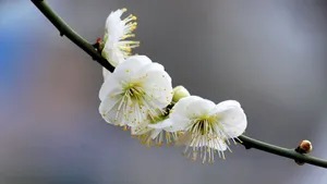 绿萼梅图片