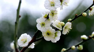 绿萼梅图片_5