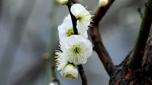 绿萼梅图片_7