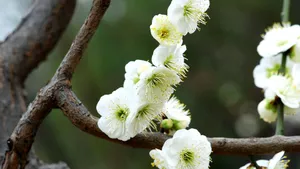 绿萼梅图片_8